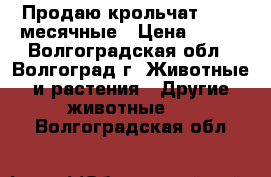 Продаю крольчат 1-1,5 месячные › Цена ­ 250 - Волгоградская обл., Волгоград г. Животные и растения » Другие животные   . Волгоградская обл.